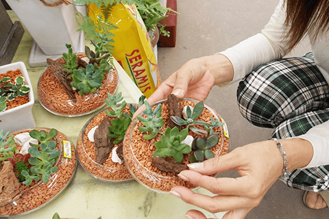 100均で買える多肉植物の選び方 チェックすべき4つのポイント