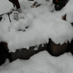雪が積もりました。地植えで雪の下になった多肉植物はどうなるのか検証してみます。