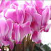 冬におすすめ人気のお花ランキングTOP3を発表！シクラメンはランクインなるか？