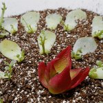 多肉植物の葉挿しはどれくらいで芽が出る？発芽や発根を早める発根促進剤にご用心。