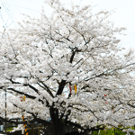 新潟は桜が満開！桜が咲くと天気が悪くなるって本当なのか調べてみた結果が意外だった。