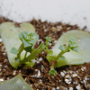 多肉植物の葉挿しを根付かせる方法を紹介！根や芽が出た後の育て方3つのポイント。