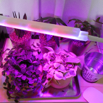 WAYCOM植物育成ライトの評価・レビュー。本当に効果があるのか検証してみた結果と問題点。