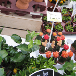 植物のフリーマーケットは宝の山！珍しい多肉植物やハオルチアが激安購入できます。