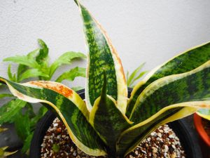 サンセベリアの葉焼け