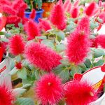 ネコのしっぽがいっぱいに咲く！キャットテールの育て方。ふっさふさな赤い花を鉢いっぱいにするコツ。