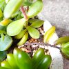 多肉植物の夏被害を画像で解説！葉っぱと茎が軟らかくなってきたら要注意です。