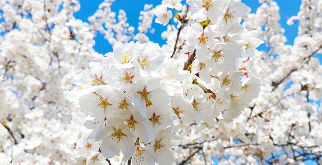 新潟の桜開花【2023年3月】