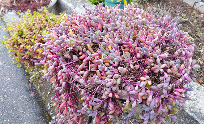 【2024年版】屋外の多肉植物の冬管理と冬越しの準備と寒さ対策まとめ