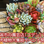 多肉植物、エケベリアが大集結！新潟市の園芸店「エデン」が多肉祭り状態です。