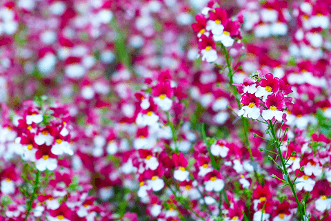 春のかわいいお花特集 ネメシアの育て方とお手入れのポイントを紹介します